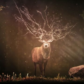 Hirsch, Deer, Forest, Sun rays, Dark background, Wildlife, Rock, 5K, 8K, Brown aesthetic