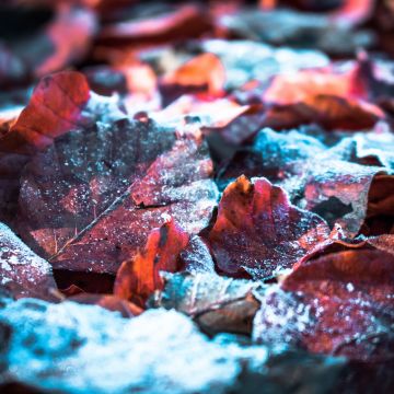 Autumn leaves, Snow, Winter, Frost leaves, Closeup, Purple, 5K