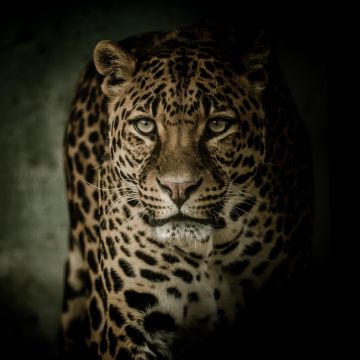 Leopard, Wild animal, Dark background