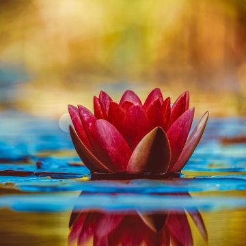 Water Lily, Red flower, Reflection, Aquatic Plant, 5K