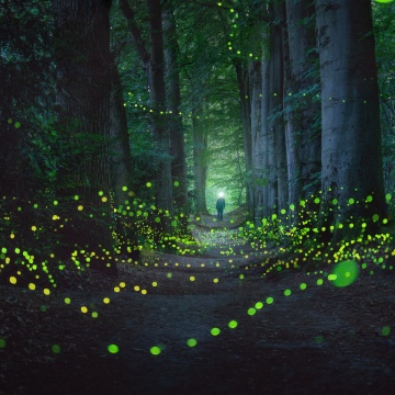 Mystical Forest, Fireflies, Night photography, Glowing, Light, Netherlands