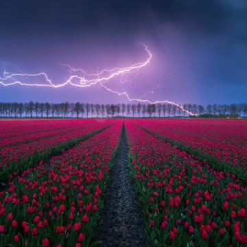 Red Tulips, Lightning Strike, Thunderstorm, Tulip Field, Night, Countryside, Aesthetic