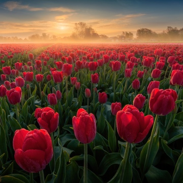 Tulip Field, Sunrise, Red Tulips, Tulip flowers, Spring flowers, Netherlands, Landscape