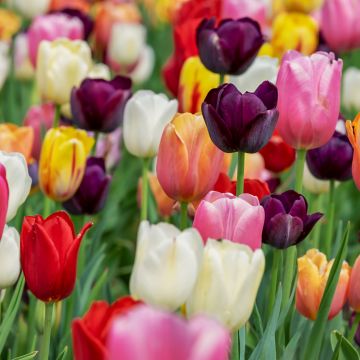 Tulip flowers, Multicolor, Colorful, Tulips field, Purple, Pink, Beautiful, Flower garden, 5K