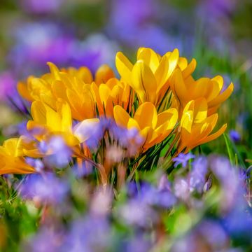 Saffron Flowers, Yellow flowers, Crocus flower, Bokeh, Colorful, 5K