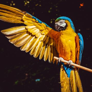 Yellow Macaw, Bird, Colorful, Parrot, Black background, 5K