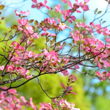 Pink flowers, Spring, Bokeh, Beautiful, Green, Bloom, 5K