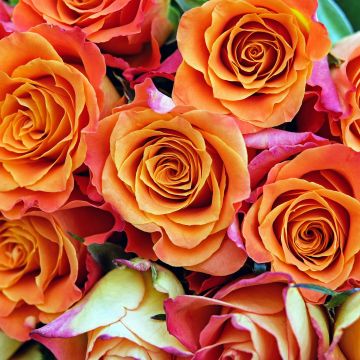 Rose flowers, Orange flowers, Bloom, Garden, Colorful, Floral, Closeup, 5K