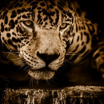 Jaguar, Wildcat, Black background, Wild animal, Carnivore, 5K