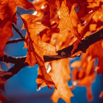 Autumn leaves, Orange Leaf, Sunlight, Closeup, 5K