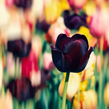Tulip flowers, Purple, Tulip Field, Spring, Blossom, Bokeh, Multicolor, 5K