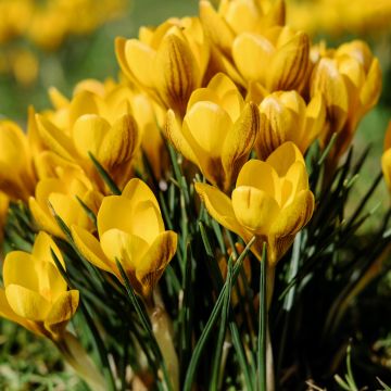 Yellow flowers, Saffron Flowers, Crocus flowers, Green Grass, Spring, Meadow, Blossom, Beautiful, 5K