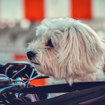 Maltese Dog, White, Motorcycle, Pet dog, Puppy, Cute dog, 5K