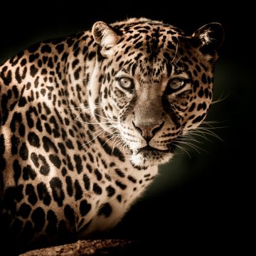 Leopard, Wildcat, Wildlife, Black background, Closeup