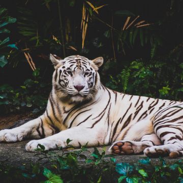 White tiger, Forest, Green leaves, Dark background, Big cat, Predator, Wildlife, Greenery, 5K