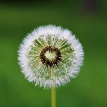 Dandelion flower, Heart, White, Green background, Aesthetic, Closeup, Beautiful, 5K