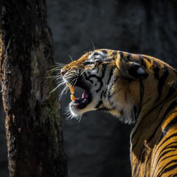 Roaring, Tiger, Big cat, Wildlife, Tree, Forest, Daylight, 5K