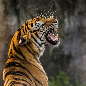 Bengal Tiger, Roaring, Big cat, Wild animal, Predator, Closeup, 5K