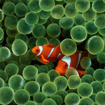 OS X Leopard, Clownfish, Mac OS X, Stock, 5K