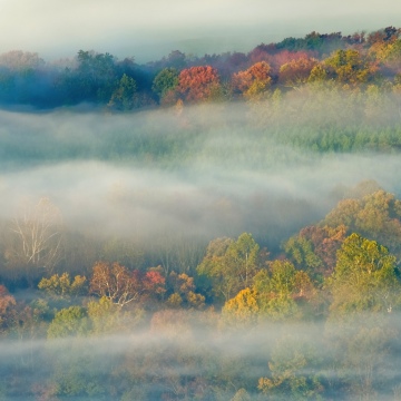 OS X Lion, Autumn, Fog, Landscape, Trees, Misty, Mac OS X, Stock, 5K