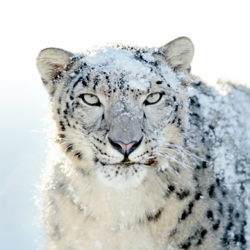 OS X Snow Leopard, Stock, Mac OS X, 5K, Snow leopard
