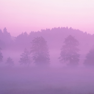 OS X Lion, Pink aesthetic, Foggy forest, Mac OS X, Stock, 5K