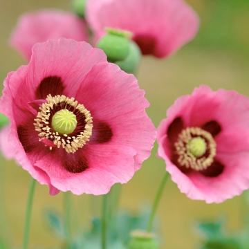 OS X Lion, Poppies, Mac OS X, Stock, 5K, Poppy flowers