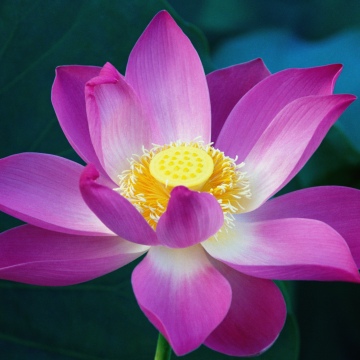 OS X Lion, Lotus flower, Pink flowers, Water Lily, Mac OS X, Stock, 5K