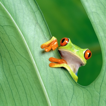 OS X Mountain Lion, Frog, Green leaf, Mac OS X, Stock, 5K