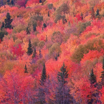 OS X Mountain Lion, Autumn Forest, Trees, Foliage, Mac OS X, Stock, 5K, Aerial view