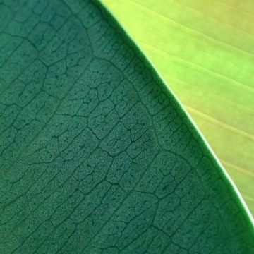 OS X Mountain Lion, Green leaf, Plant Leaves, Macro, Mac OS X, Stock, 5K