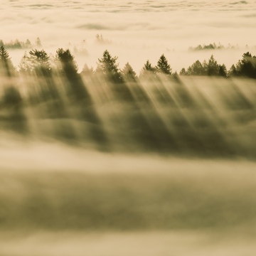 OS X Mavericks, Foggy forest, 5K, Sunrise, Trees, Sunlight, Mac OS X