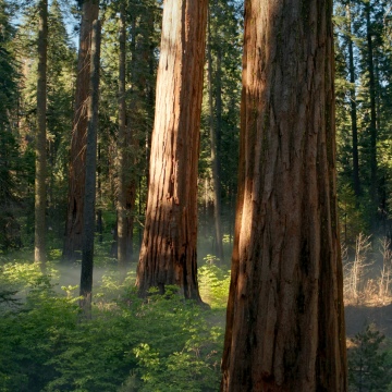 macOS Sequoia Forest