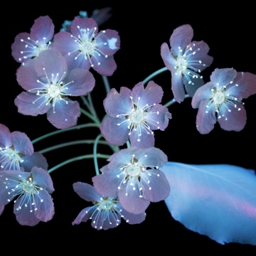 Glowing, macOS Mojave, Blossom, Plant, Black background, 5K