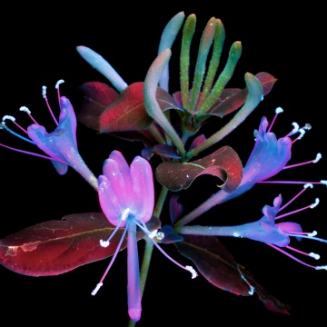 macOS Mojave, Honeysuckle, Floral designs, Black background, 5K, AMOLED, Glowing