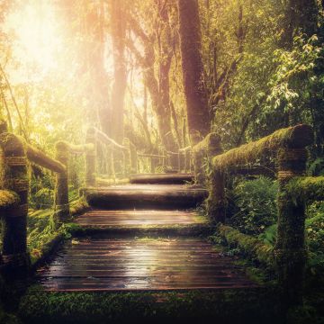 Wooden stairs, Forest, Jungle, Green Trees, Sunlight, Wooden Planks, 5K