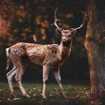 Fallow deer, Squirrel, Bird, Trees, Forest, Autumn, 5K, 8K