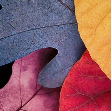 Fall, Autumn leaves, Fall Foliage, 5K, Colorful, Vibrant