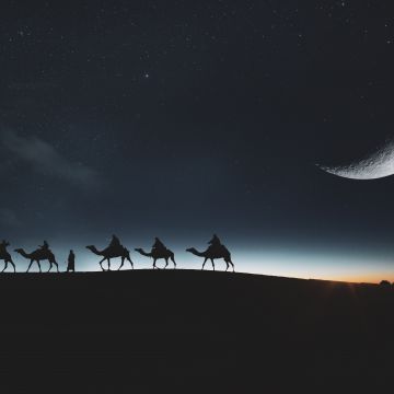 Camels, Silhouette, Moon, Dark background, Night sky, Stars, 5K, 8K