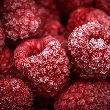 Frozen Raspberries, Red fruits, Closeup, Macro