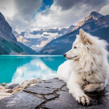 White Dog, Mountains, Lake Louise, Clouds, Pet, Water, Blue, 5K