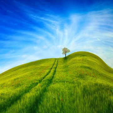 Grass Landscape, Blue Sky, Tree, Clear sky, Beautiful, Scenery, Daytime, 5K, 8K