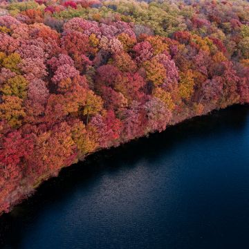 Colorful forest, Trees, Red, Yellow, Aerial view, Lake, River, Body of Water, Scenic