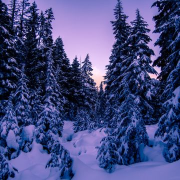 Pine trees, Snow covered, Purple sky, Sunset, Winter, 5K