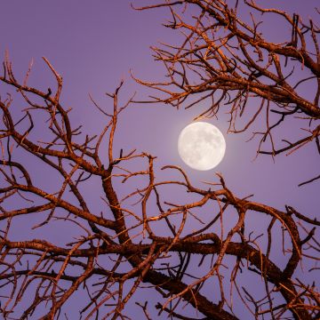 Twilight Moon, Night, Tree Branches, Sky view, Aesthetic, 5K