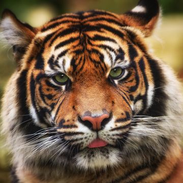 Tiger, 5K, Big cat, Wildlife, Closeup, Predator