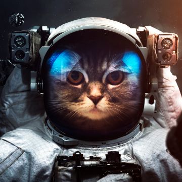 Space suit, Cat, Asteroids, Astronaut, Stars