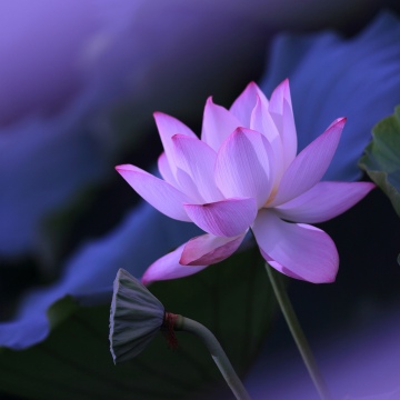 Lotus flower, Purple aesthetic, Water Lily, 5K, Pond
