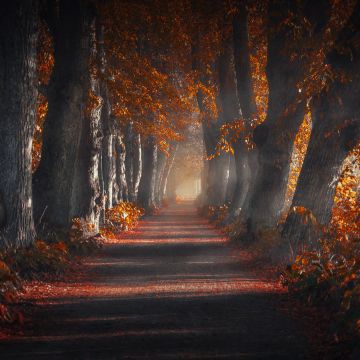 Pathway, Forest, Autumn leaves, Trees, Woods, Sun rays, Trunk