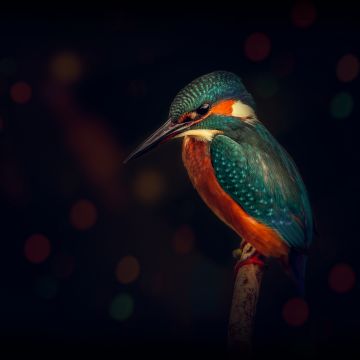 Kingfisher, Bird, Wildlife, Dark background, Closeup, Blue Bird, Tree Branch